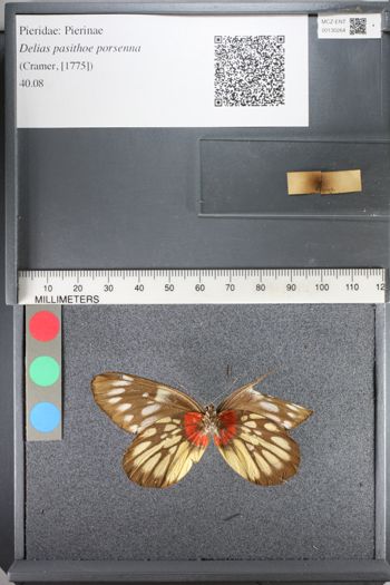 Media type: image;   Entomology 130264